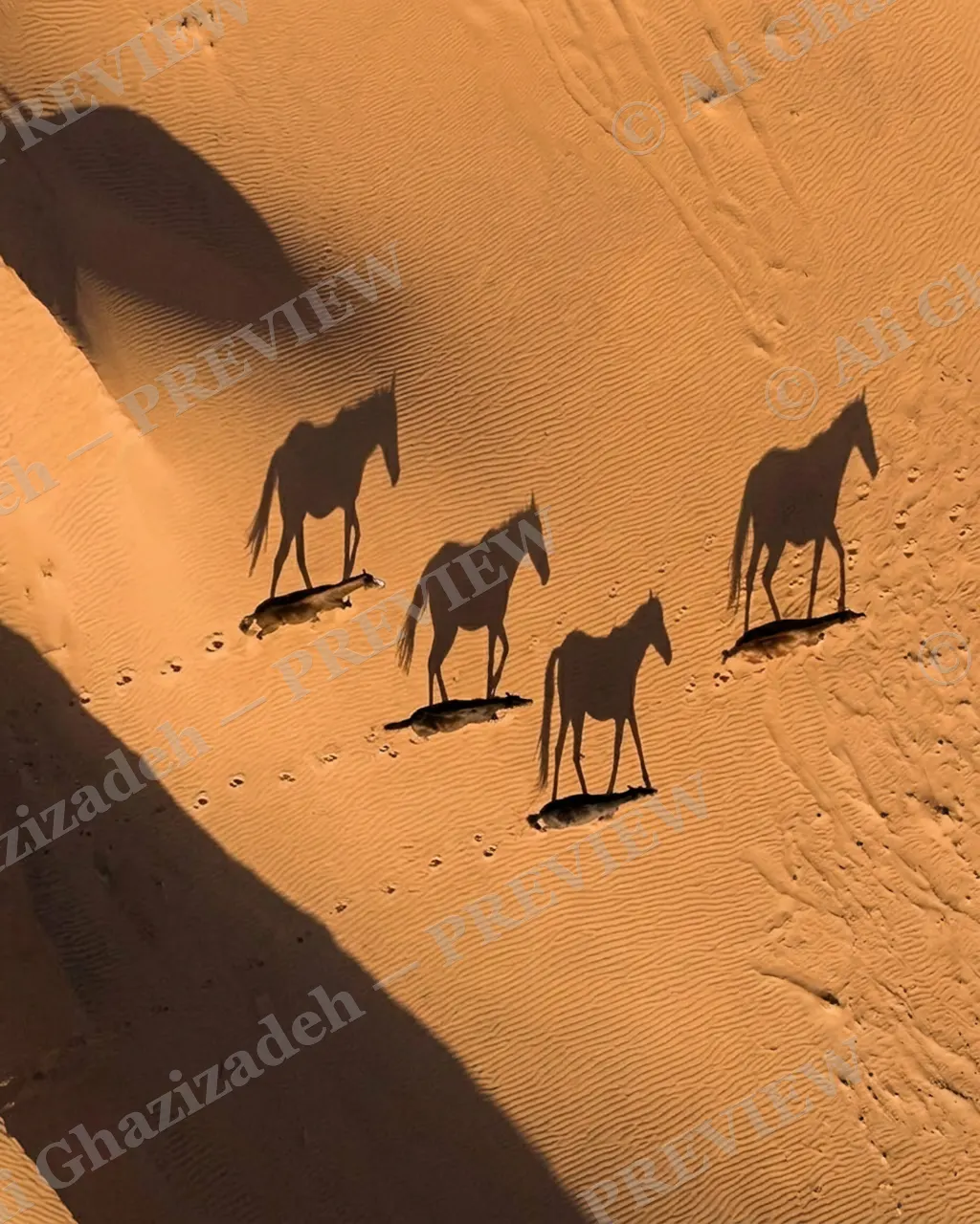 Long Story Short — Horses Return at Dusk — Plains zebra artwork by Ali Ghazizadeh