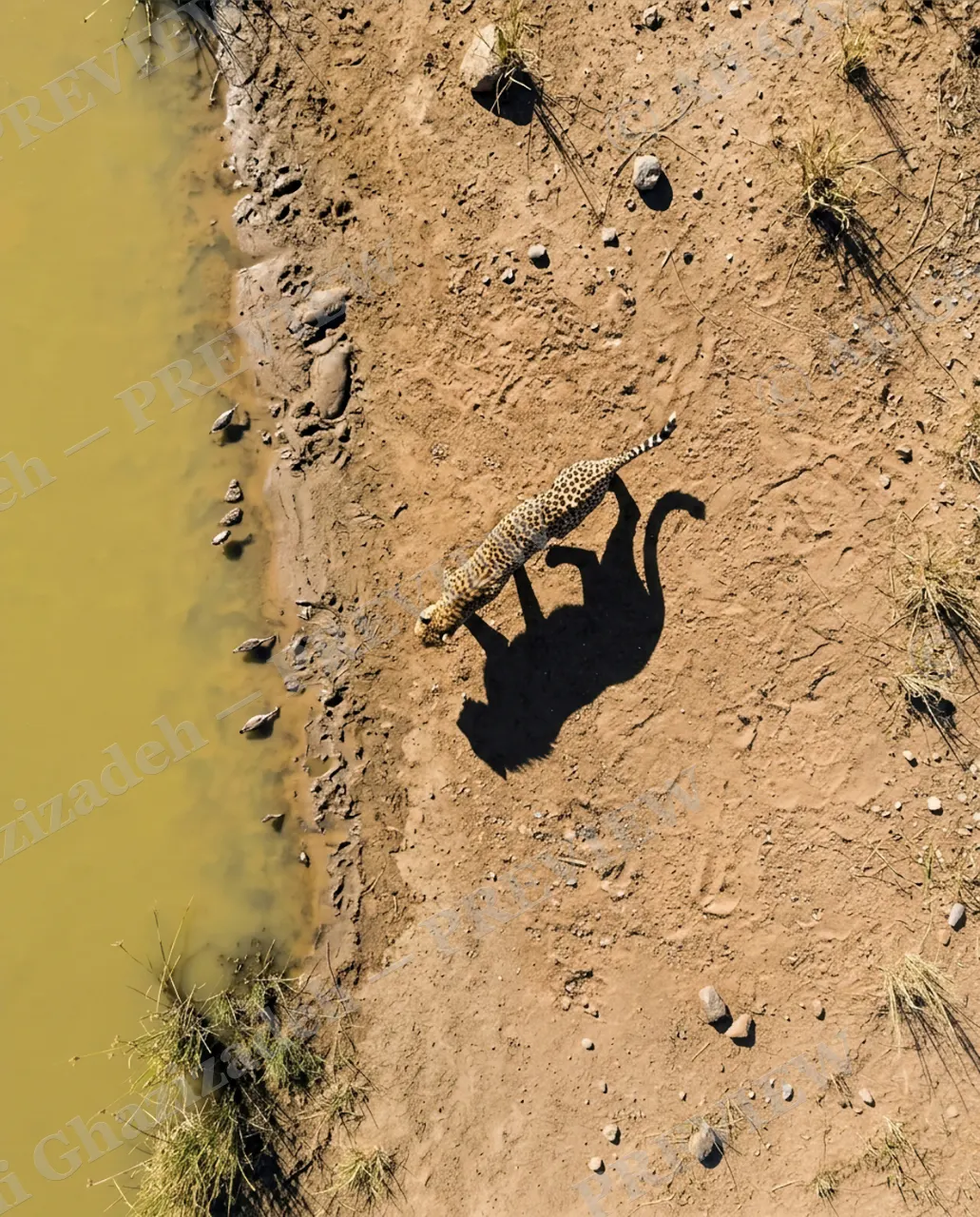 Long Story Short — Leopard Along the Shore — Plains zebra artwork by Ali Ghazizadeh