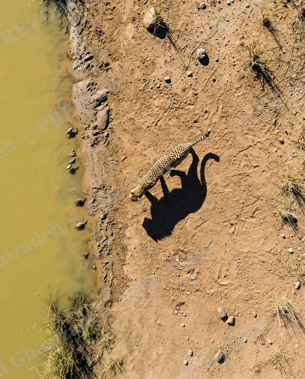Long Story Short — Leopard's Second Pass — Plains zebra artwork by Ali Ghazizadeh