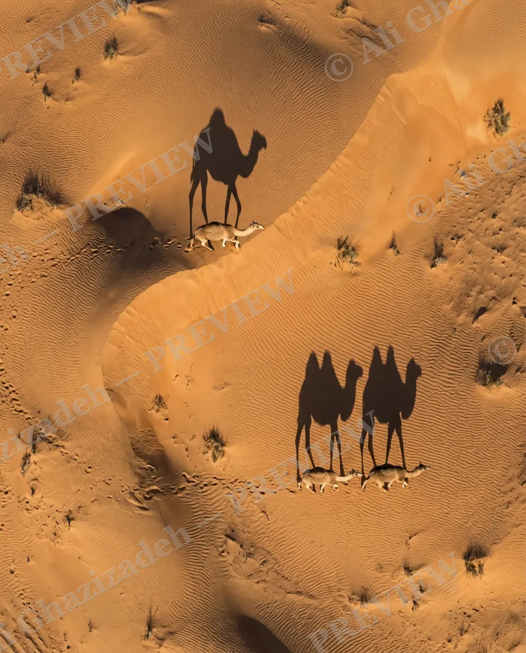 Long Story Short — A Fox Beneath the Camels — Plains zebra artwork by Ali Ghazizadeh