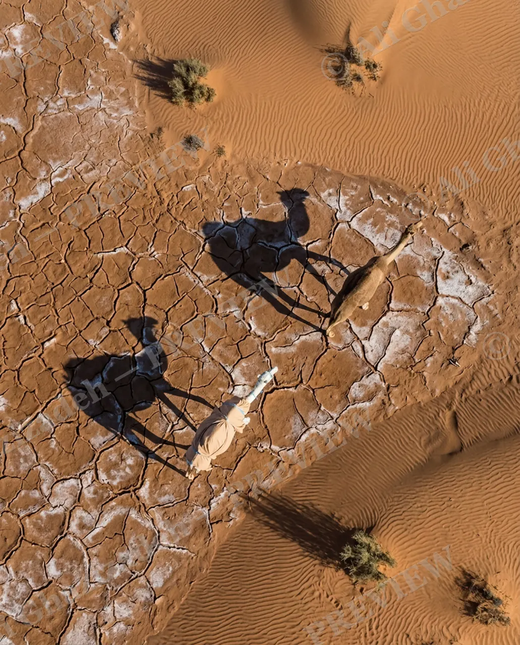 Long Story Short — Camels on the Salt Flat — Plains zebra artwork by Ali Ghazizadeh