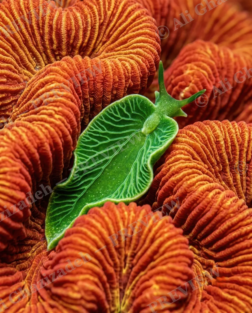 Leaf Out of Water — Leaf in Disguise — Sea slug artwork by Ali Ghazizadeh