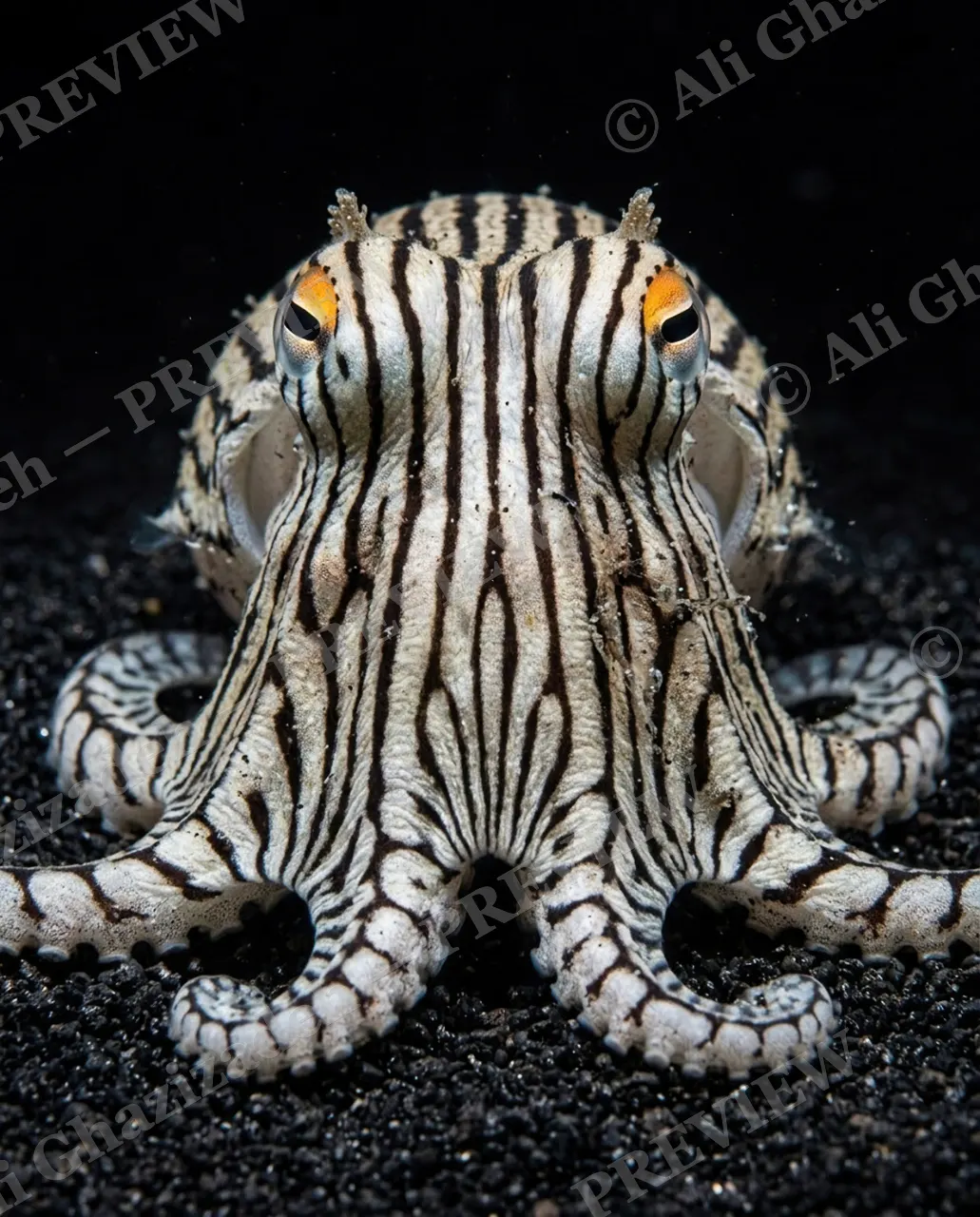Line Work — Full Stripe Portrait — Mimic octopus artwork by Ali Ghazizadeh