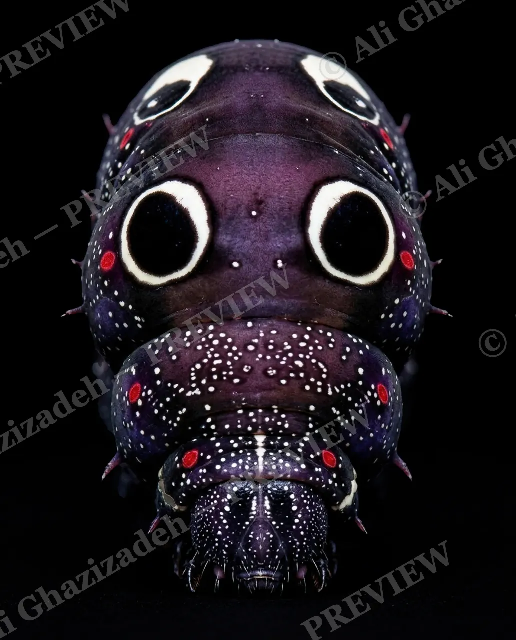 Little Monsters — Four Eyes — Moth artwork by Ali Ghazizadeh