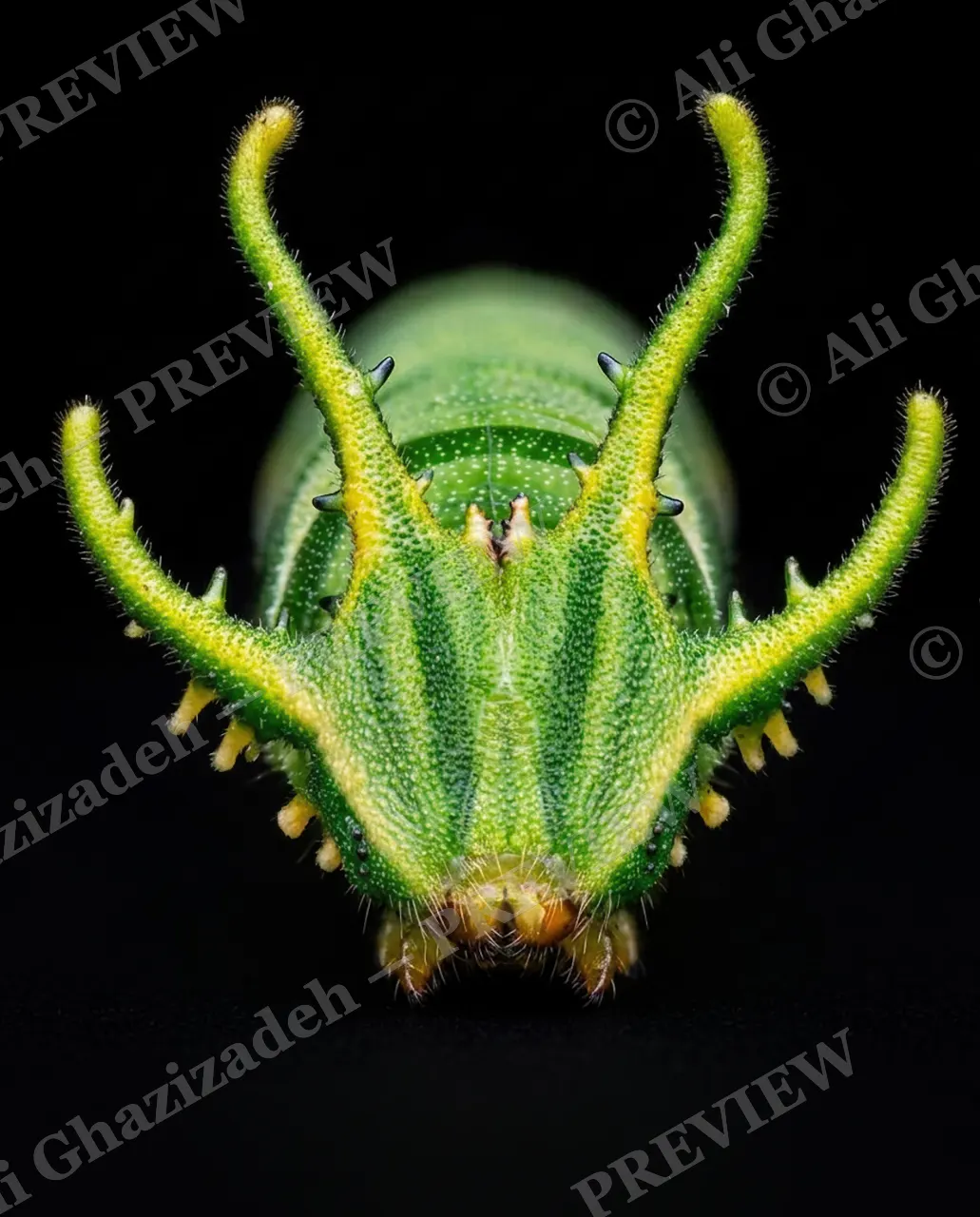 Little Monsters — Green Curled Horns — Moth artwork by Ali Ghazizadeh