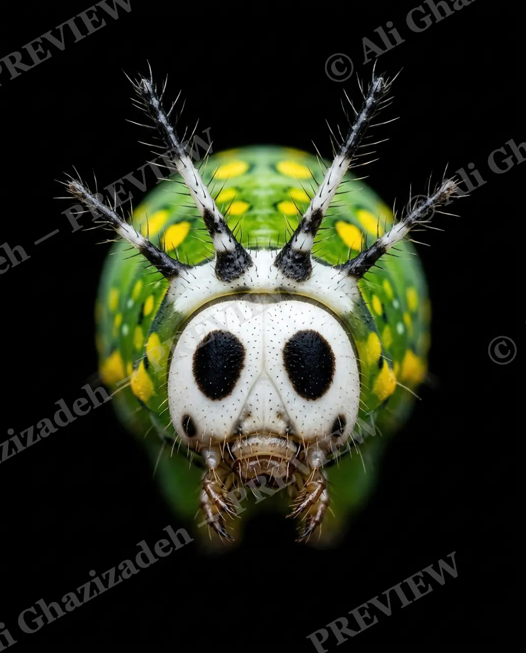Little Monsters — Painted Eyes — Moth artwork by Ali Ghazizadeh