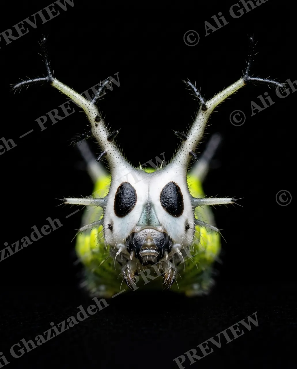 Little Monsters — Pale Antlers — Moth artwork by Ali Ghazizadeh