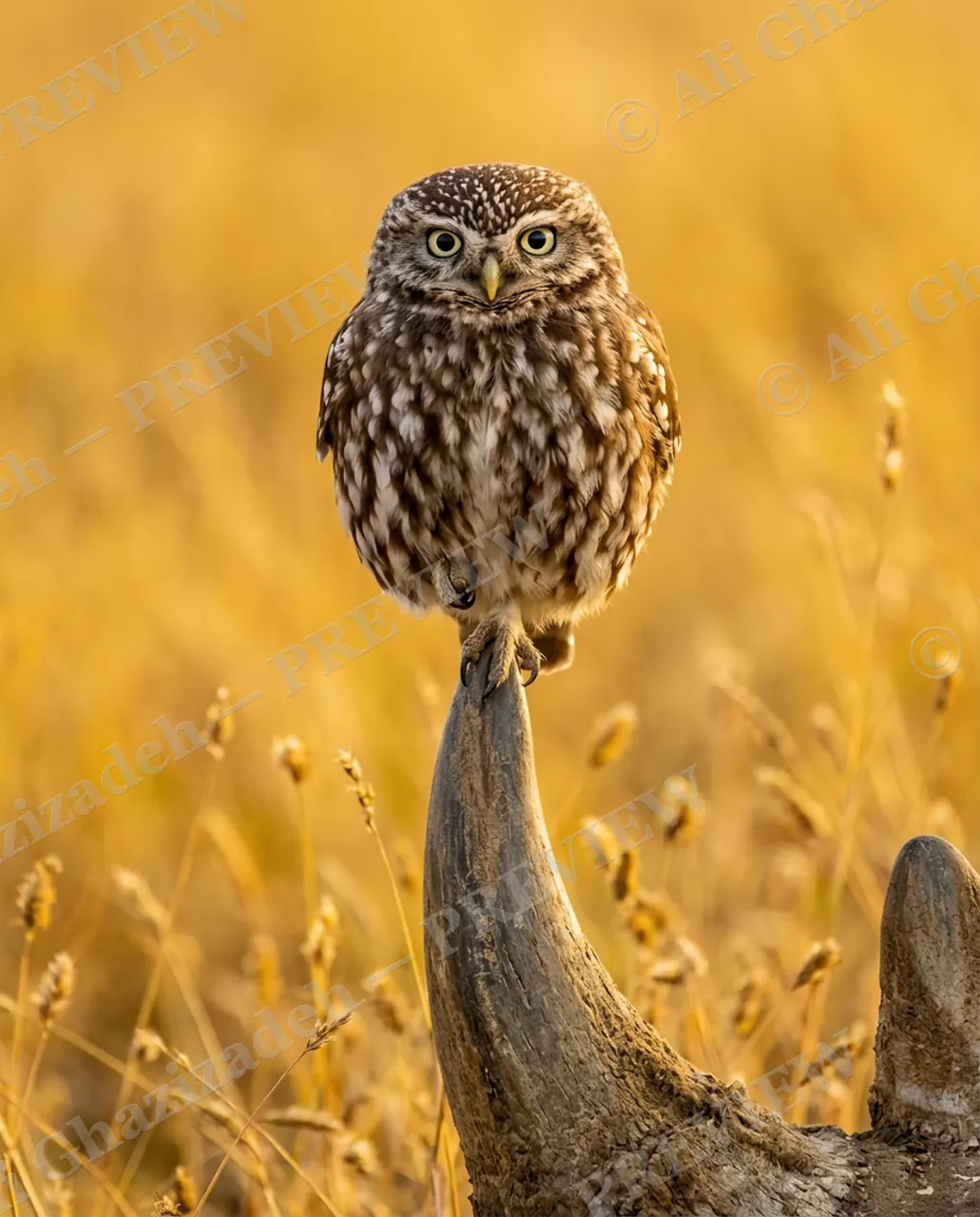Squatter's Rights — The New Owner — Little owl artwork by Ali Ghazizadeh
