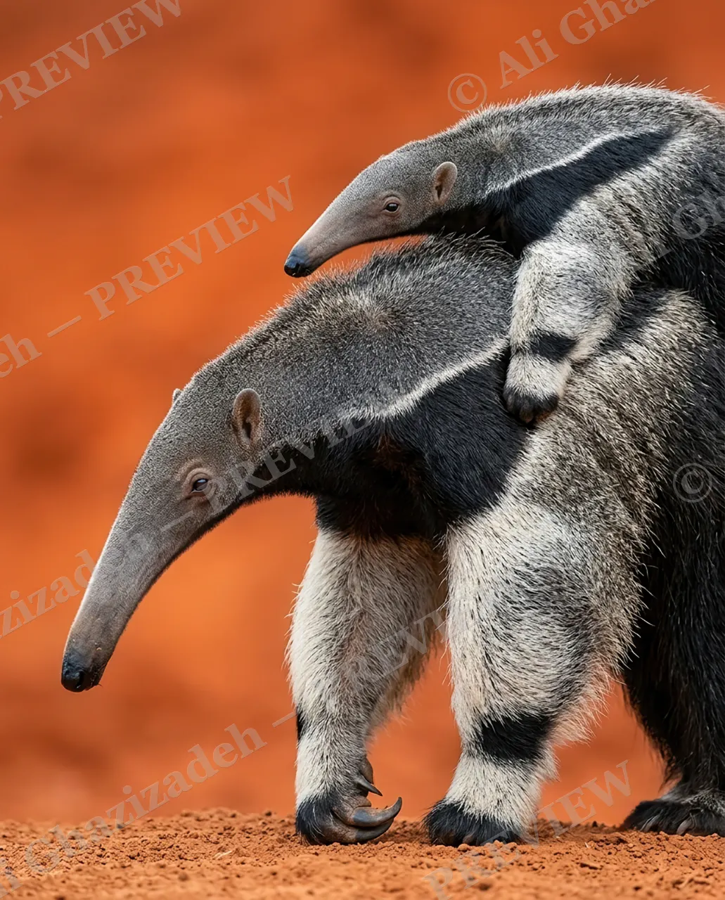 Long Story Short — Hitching a Ride — Giant anteater artwork by Ali Ghazizadeh