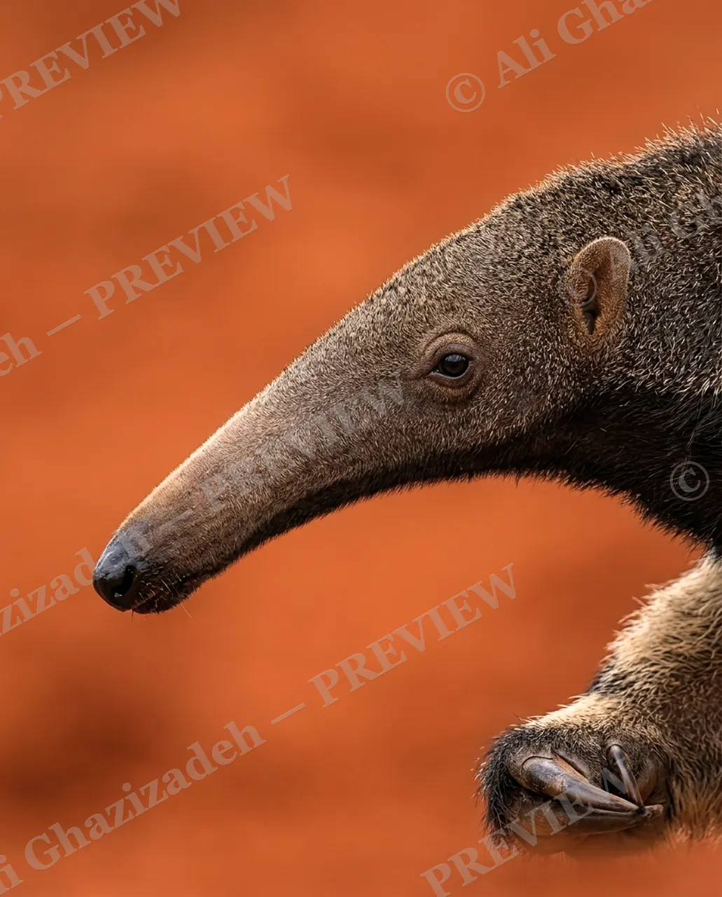 Long Story Short — All Nose, No Rush — Giant anteater artwork by Ali Ghazizadeh