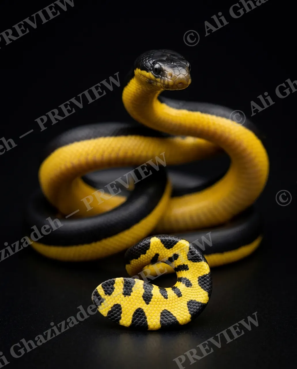 Hiss Parade — Caution Tape — Snake artwork by Ali Ghazizadeh