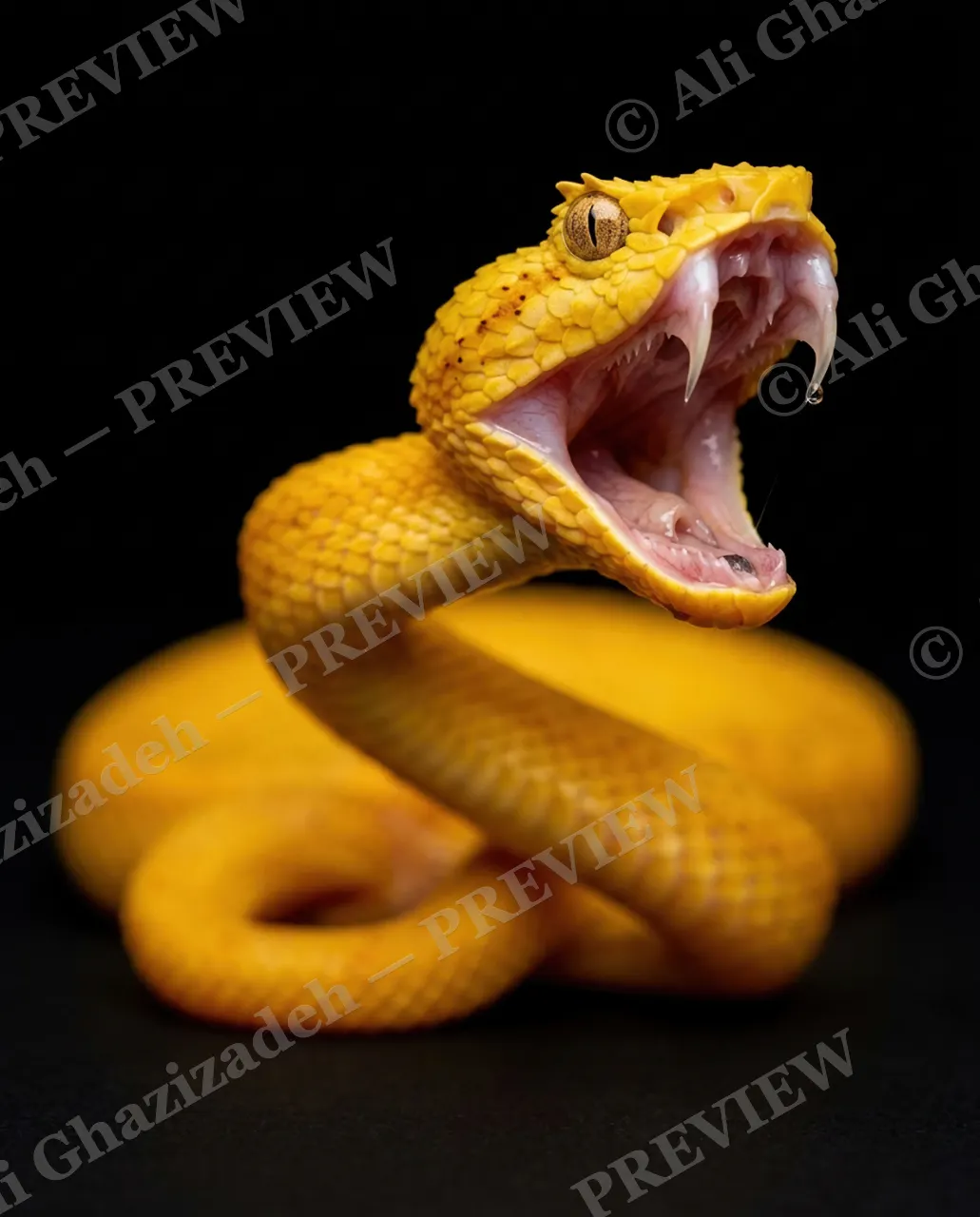 Hiss Parade — Fangs Out — Snake artwork by Ali Ghazizadeh