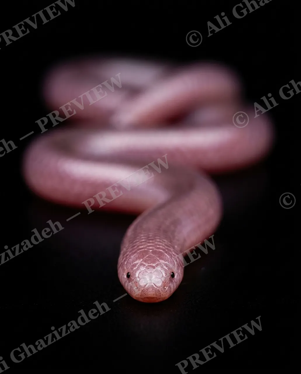 Hiss Parade — Ghost in Pink — Snake artwork by Ali Ghazizadeh