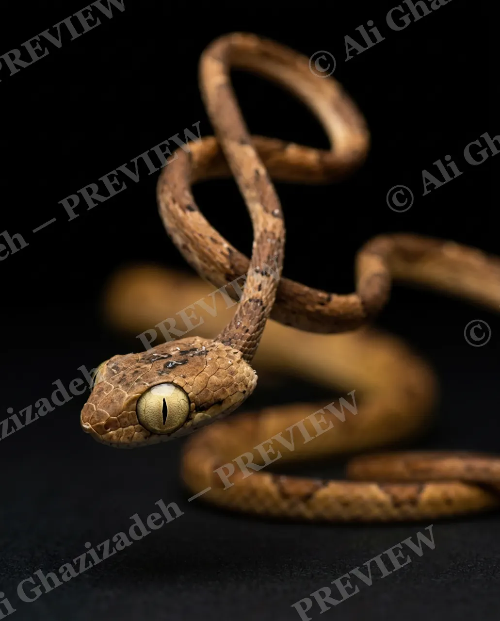 Hiss Parade — Golden Eye — Snake artwork by Ali Ghazizadeh