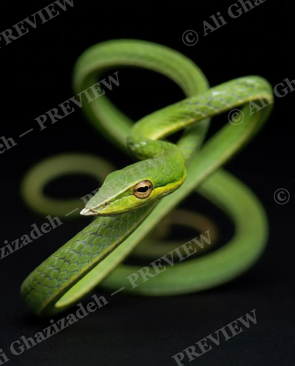 Hiss Parade — Green Loop-the-Loop — Snake artwork by Ali Ghazizadeh