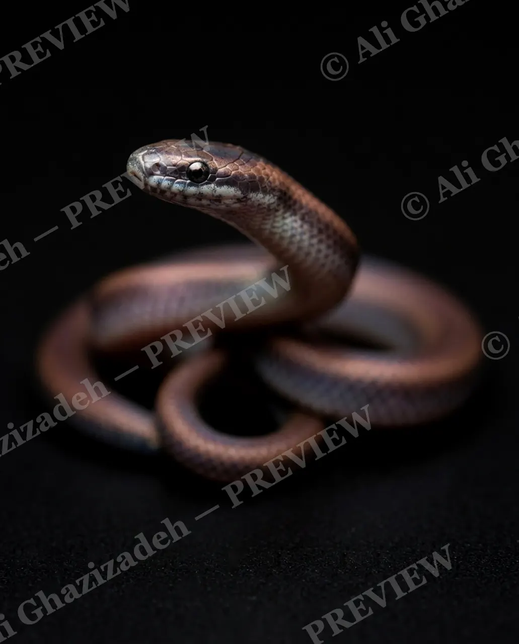 Hiss Parade — Midnight Shine — Snake artwork by Ali Ghazizadeh