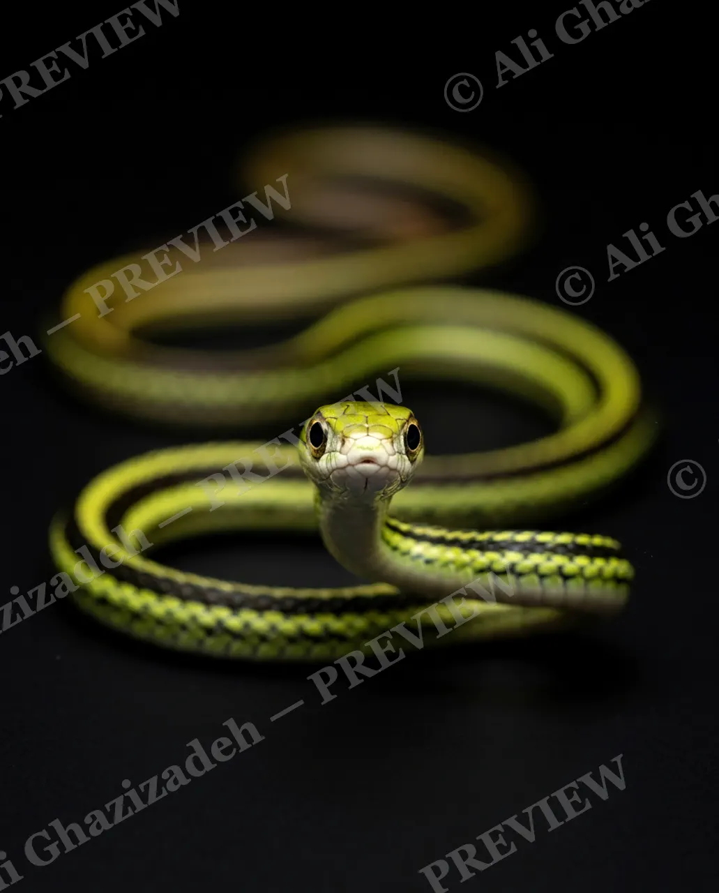 Hiss Parade — Neon Stripe — Snake artwork by Ali Ghazizadeh