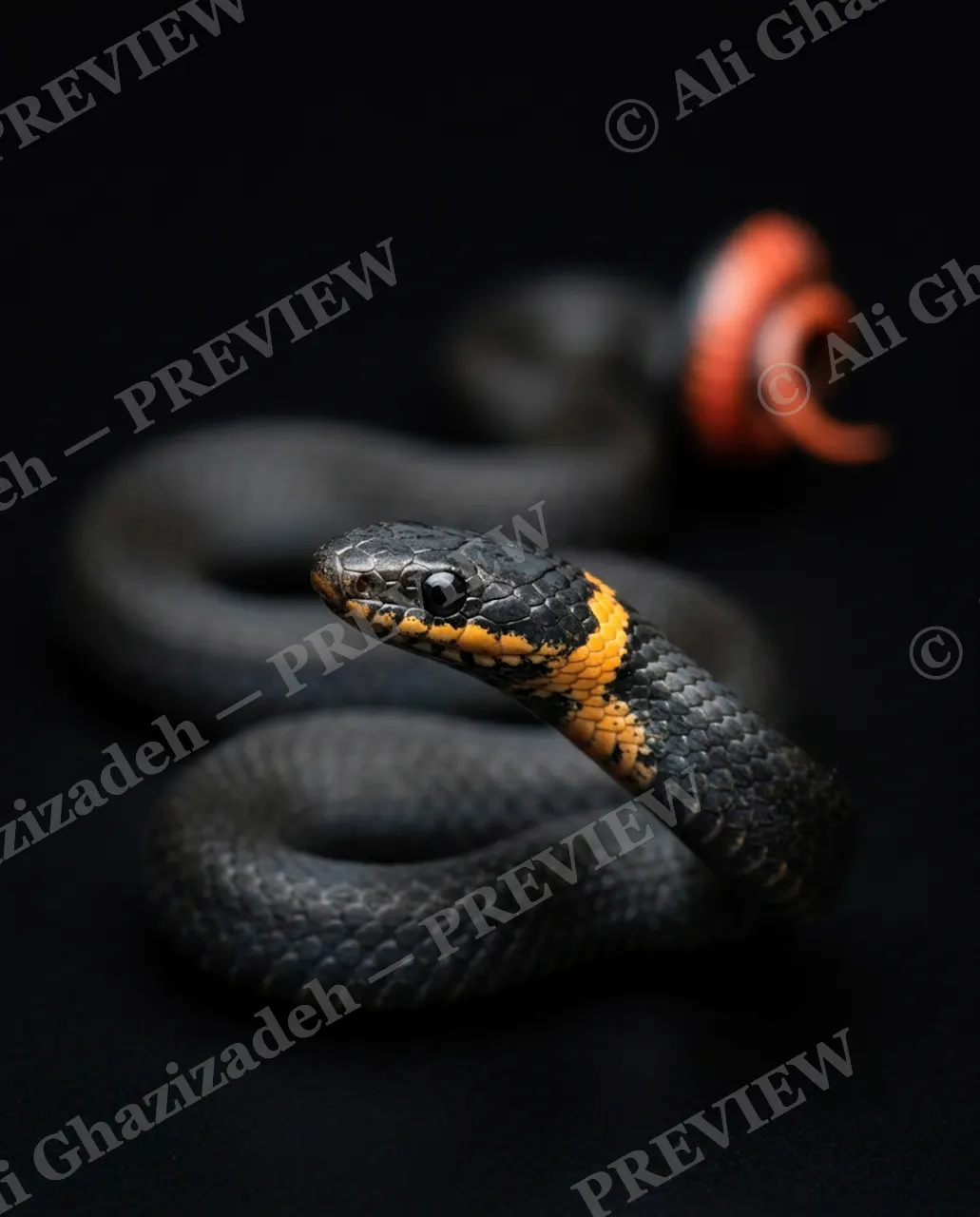 Hiss Parade — Red Alert Tail — Snake artwork by Ali Ghazizadeh