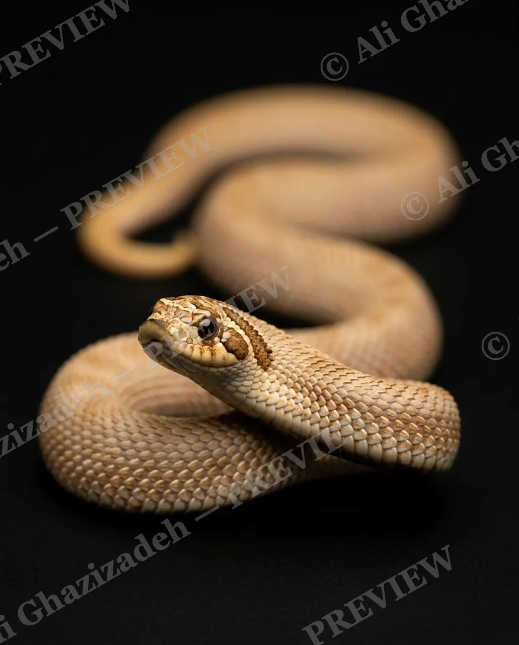 Hiss Parade — Sand and Shadow — Snake artwork by Ali Ghazizadeh