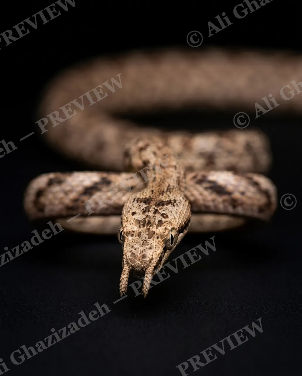 Hiss Parade — Tasting the Air — Snake artwork by Ali Ghazizadeh