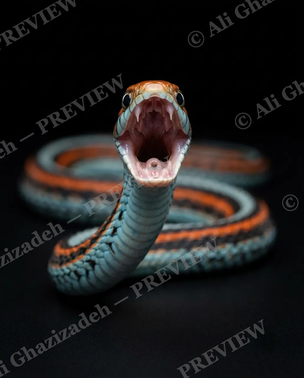 Hiss Parade — Wide Open — Snake artwork by Ali Ghazizadeh