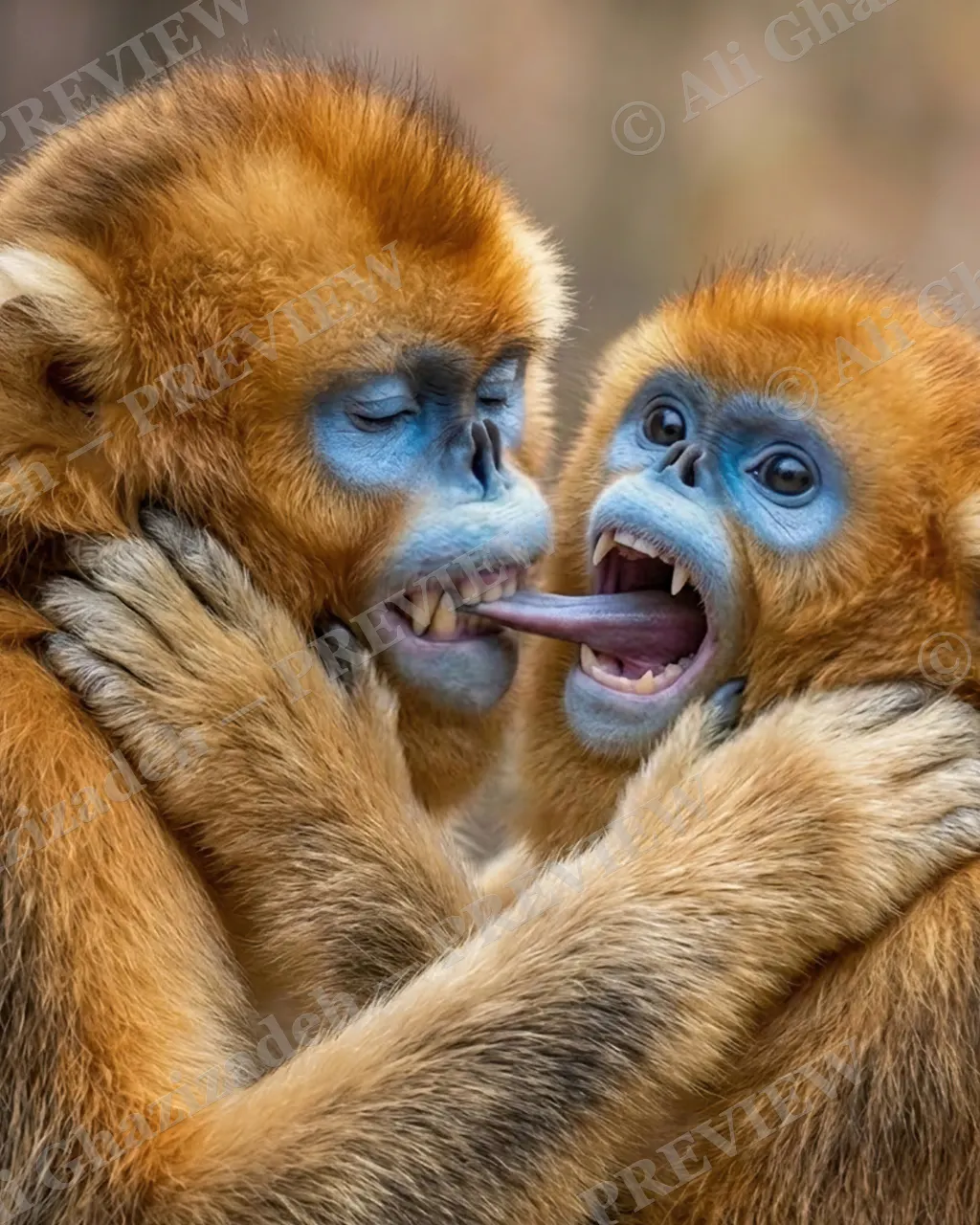 Love Bites — Both Talking Back — Golden snub-nosed monkey artwork by Ali Ghazizadeh