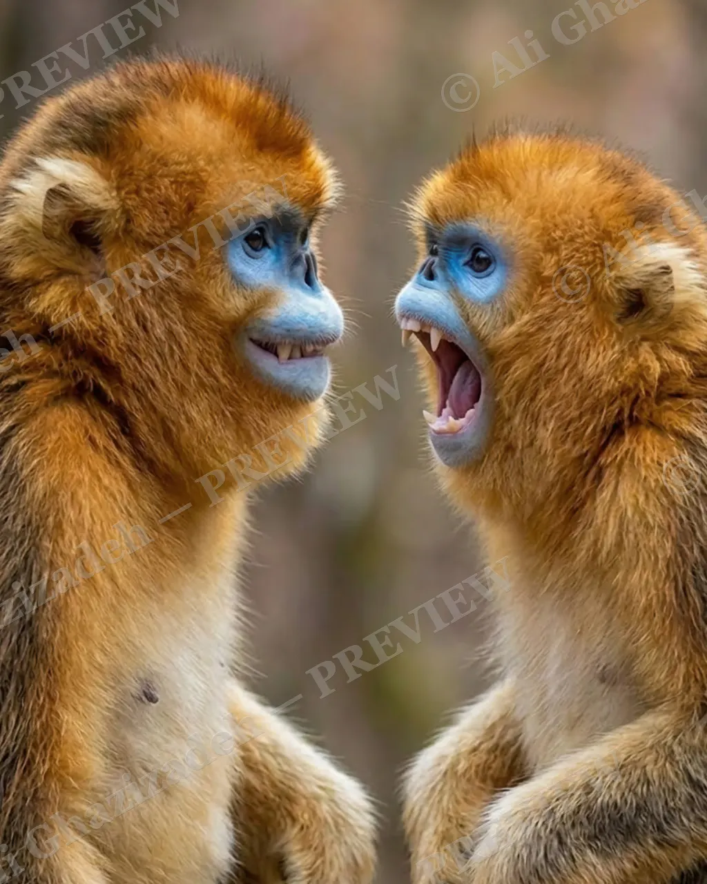 Love Bites — Face to Face — Golden snub-nosed monkey artwork by Ali Ghazizadeh