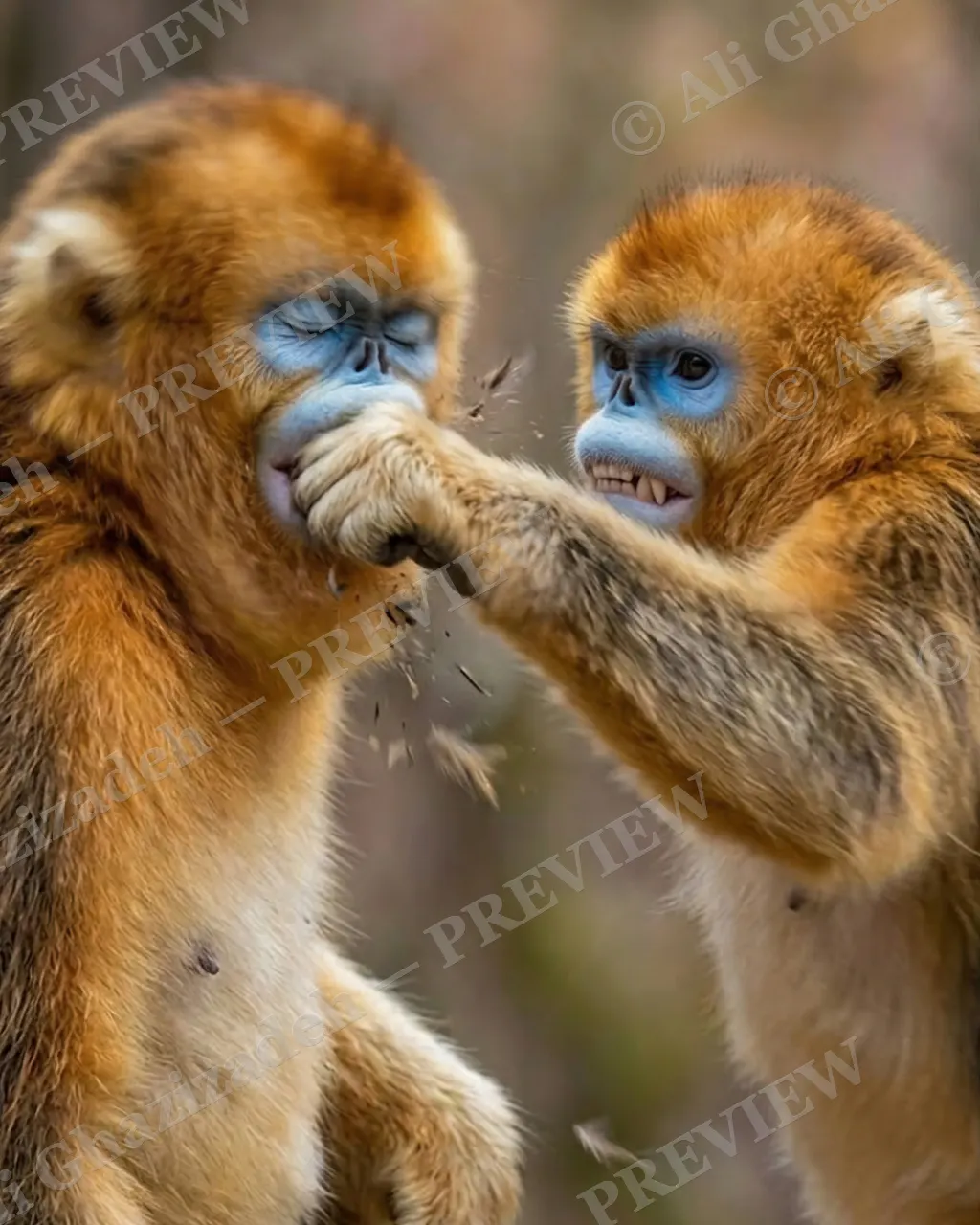 Love Bites — Kiss Turns to Chaos — Golden snub-nosed monkey artwork by Ali Ghazizadeh