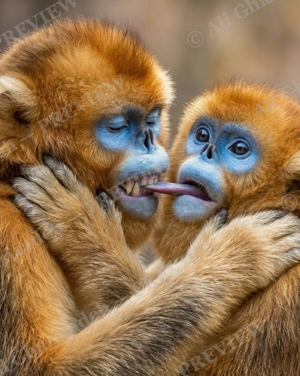 Love Bites — Losing His Cool — Golden snub-nosed monkey artwork by Ali Ghazizadeh
