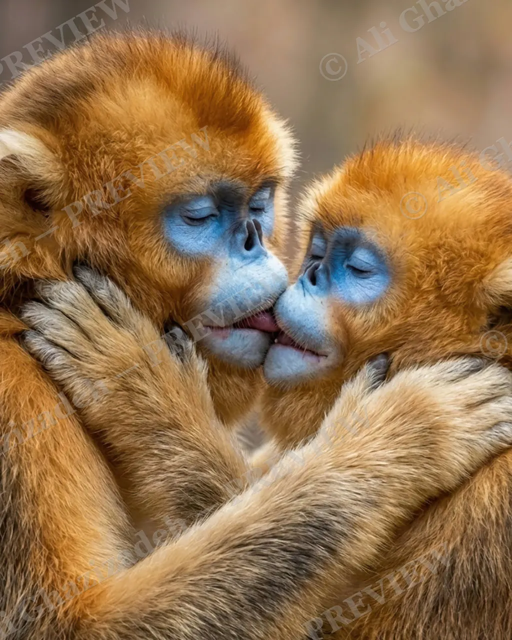 Love Bites — One Tongue Too Many — Golden snub-nosed monkey artwork by Ali Ghazizadeh