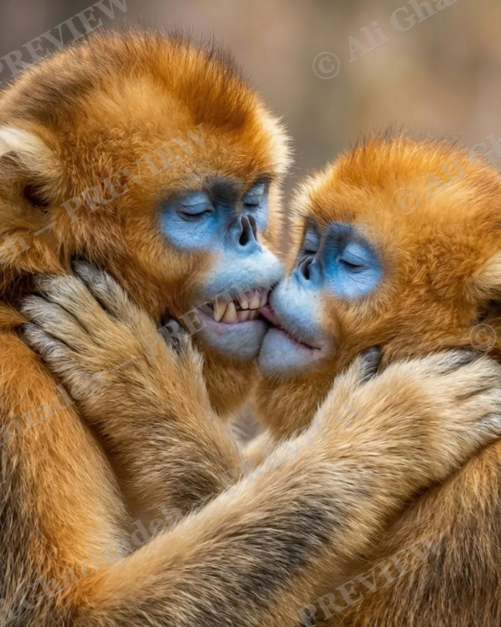 Love Bites — Things Get Cheeky — Golden snub-nosed monkey artwork by Ali Ghazizadeh