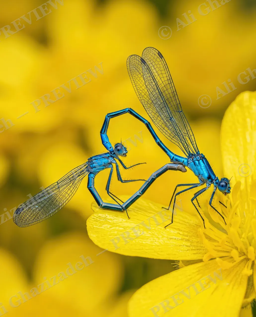 Damsel in Love — Heart on a Petal — Damselfly artwork by Ali Ghazizadeh
