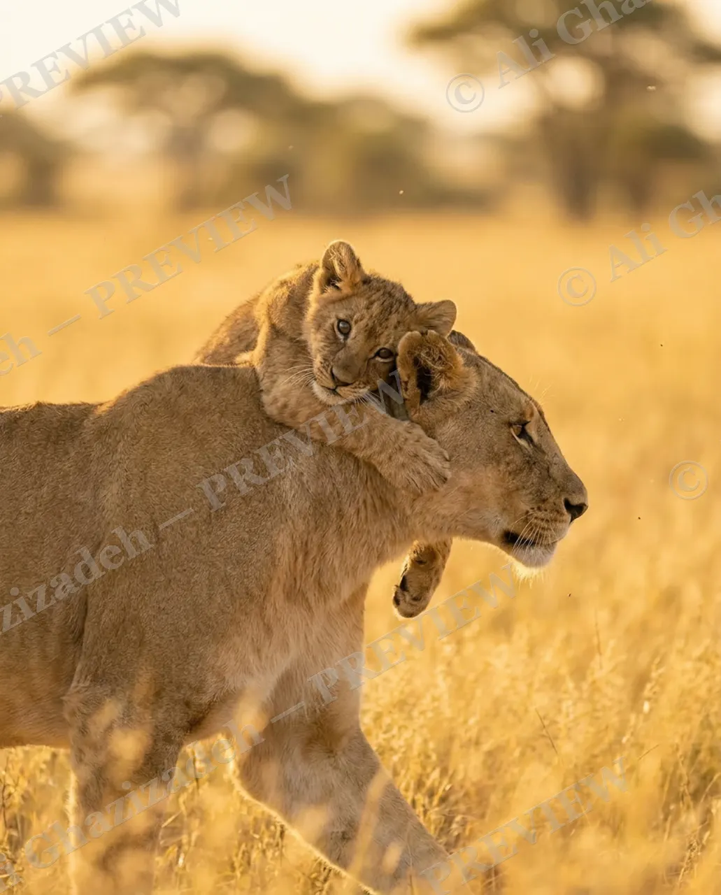 Separation Anxiety — Riding Along — Lion artwork by Ali Ghazizadeh