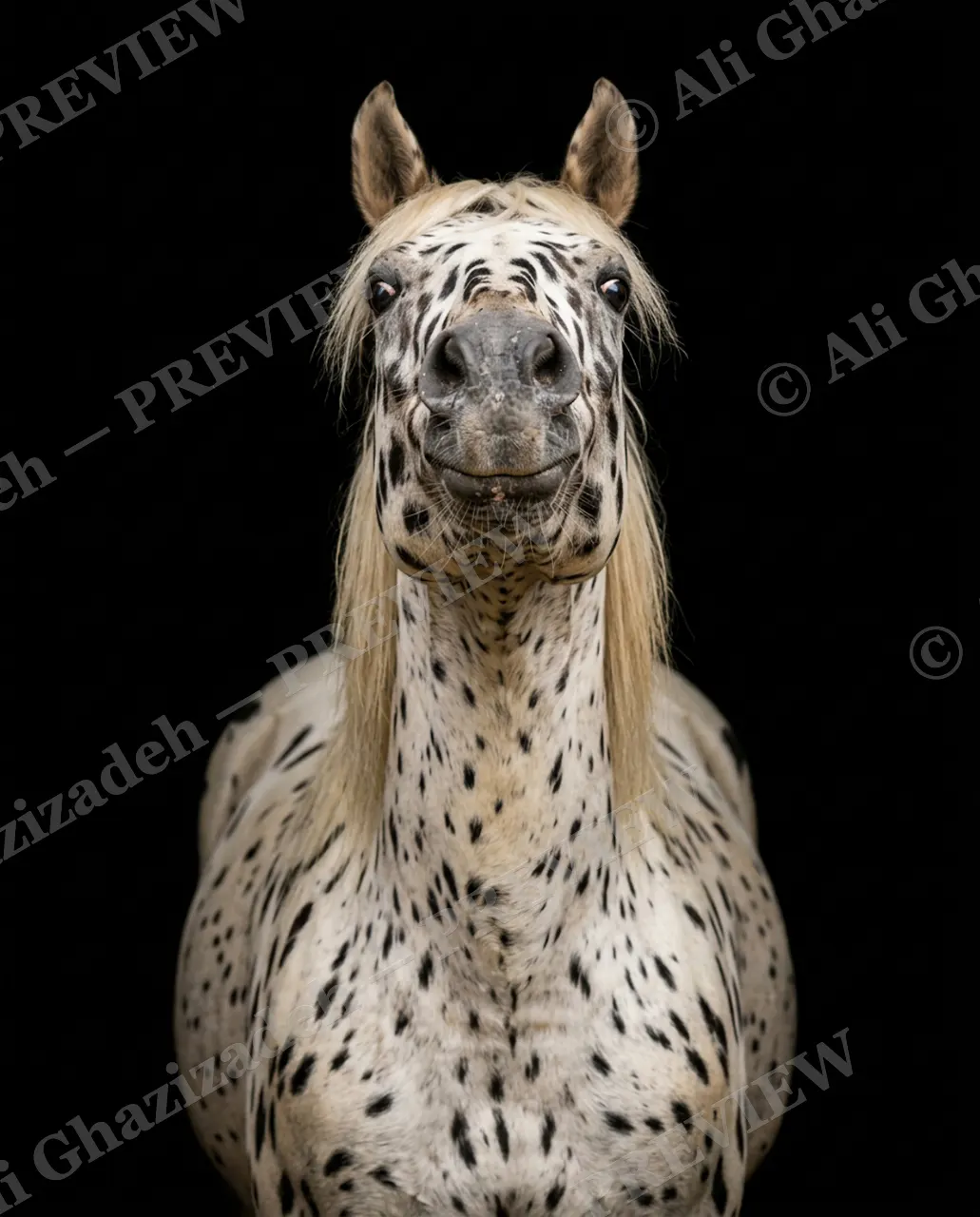 Mane Attraction — Appaloosa Stare — Horse artwork by Ali Ghazizadeh