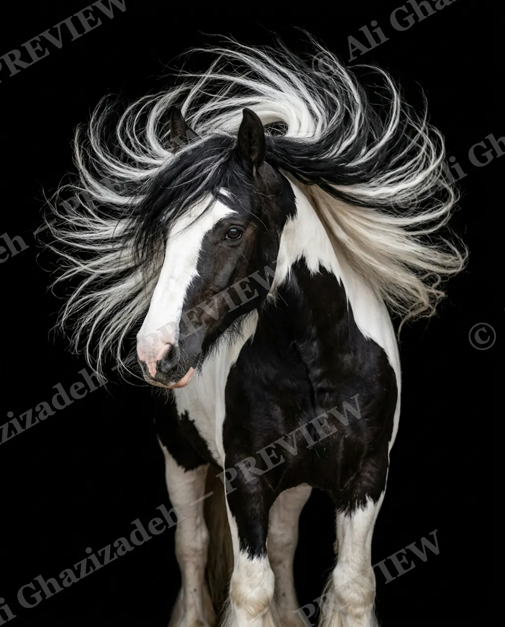 Mane Attraction — Black and White Windstorm — Horse artwork by Ali Ghazizadeh