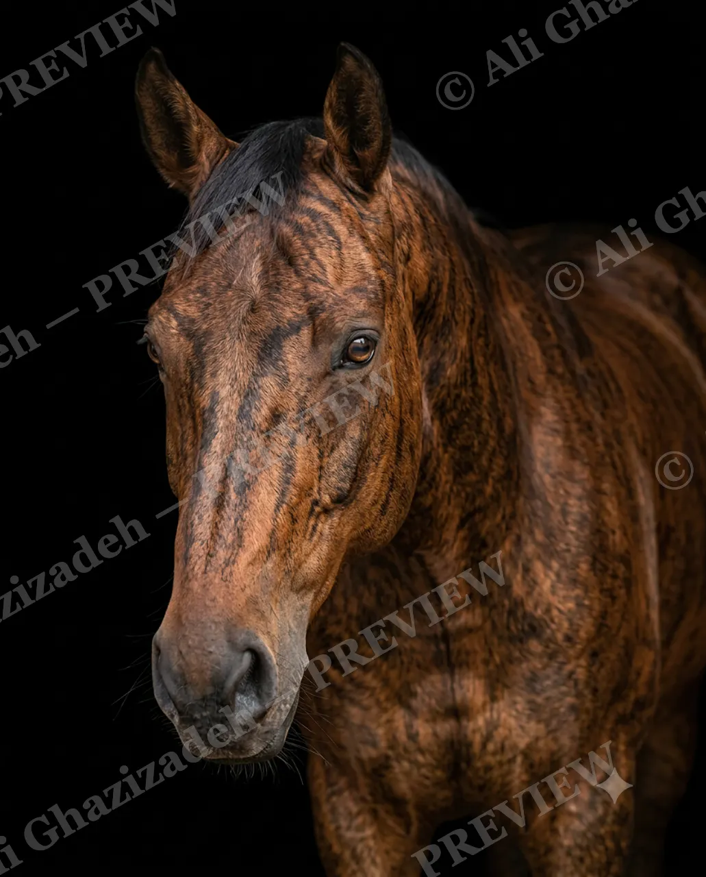 Mane Attraction — Brindle Coat — Horse artwork by Ali Ghazizadeh