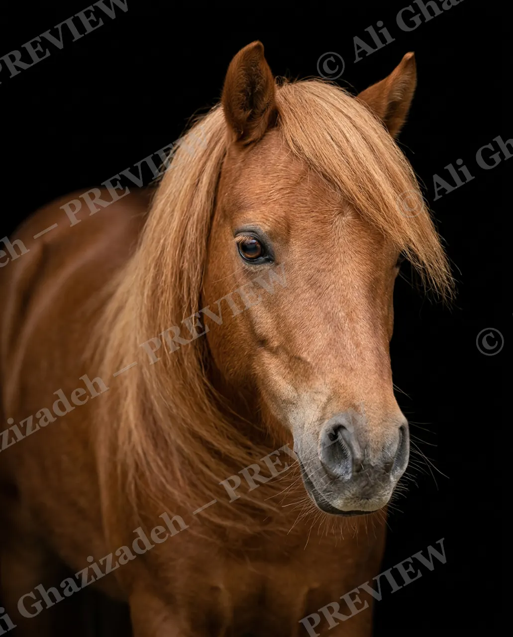 Mane Attraction — Chestnut Close-Up — Horse artwork by Ali Ghazizadeh