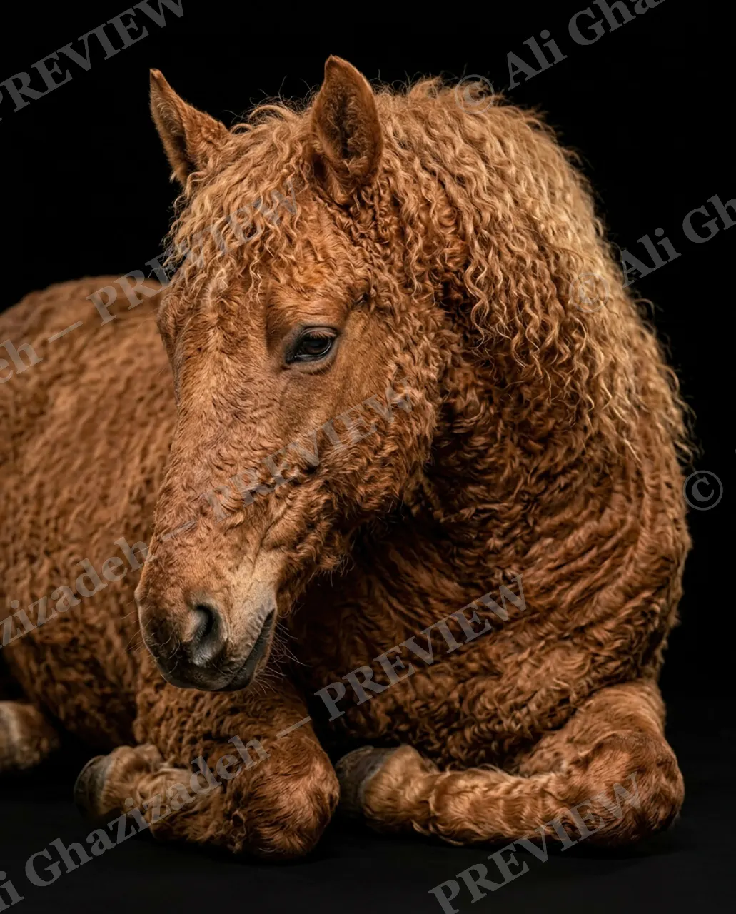 Mane Attraction — Curly Coat at Rest — Horse artwork by Ali Ghazizadeh