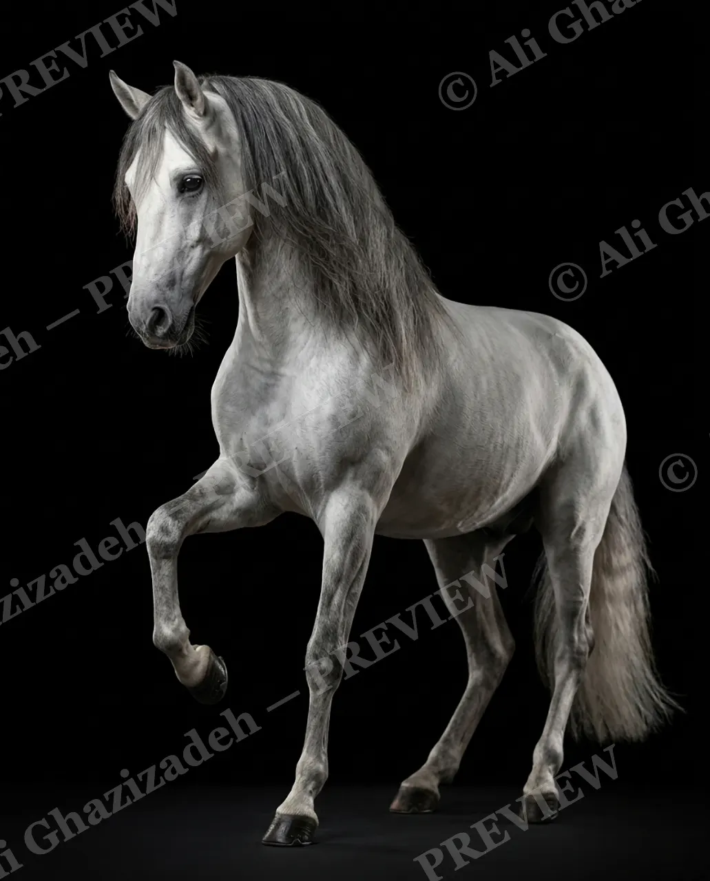 Mane Attraction — Dapple Grey Step — Horse artwork by Ali Ghazizadeh