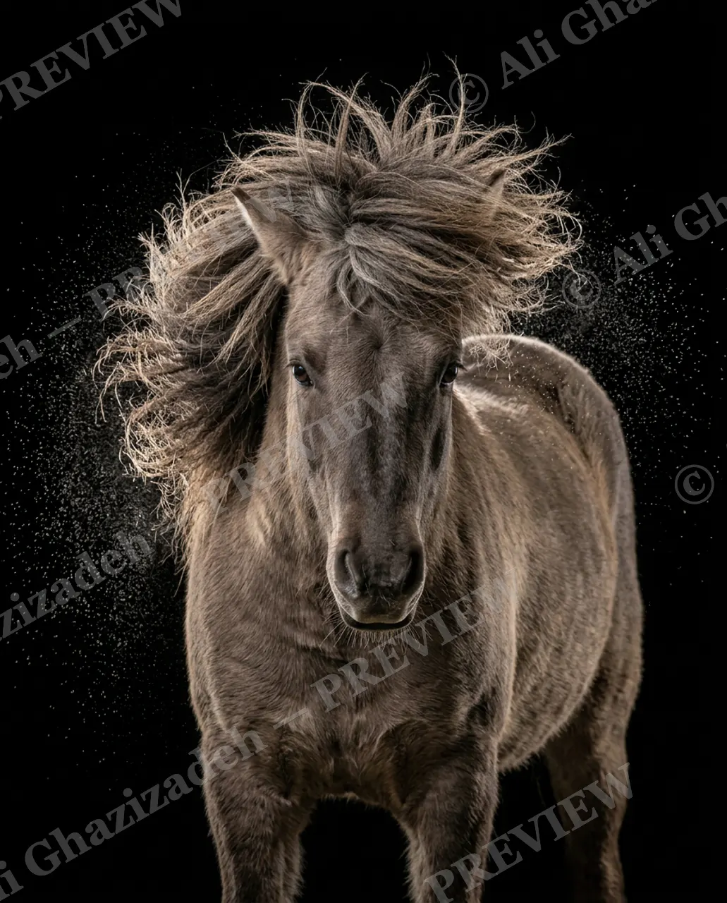 Mane Attraction — Dust and Wild Mane — Horse artwork by Ali Ghazizadeh