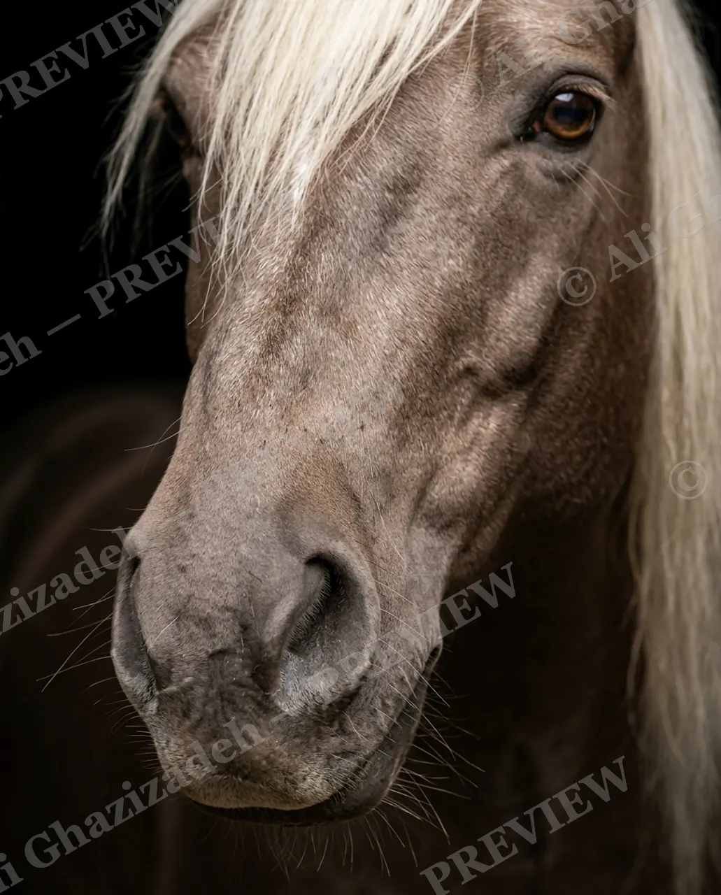 Mane Attraction — Eye to Eye — Horse artwork by Ali Ghazizadeh