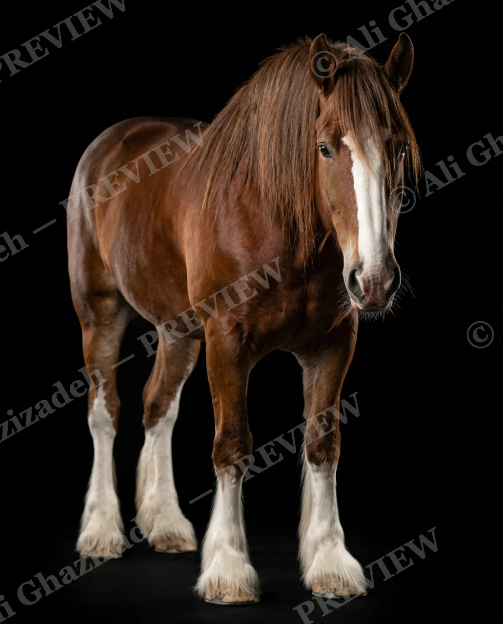 Mane Attraction — Feathered Feet — Horse artwork by Ali Ghazizadeh
