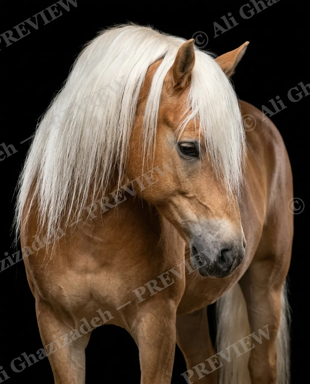Mane Attraction — Flaxen Curtain — Horse artwork by Ali Ghazizadeh