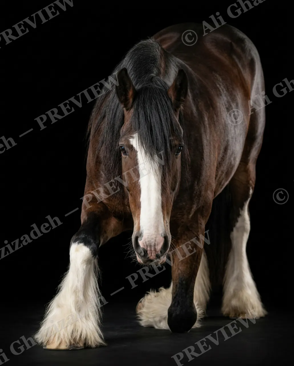 Mane Attraction — Gentle Giant — Horse artwork by Ali Ghazizadeh