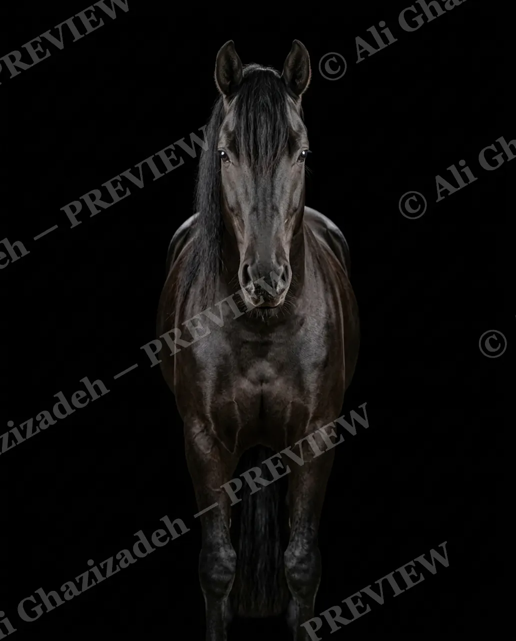 Mane Attraction — Horse in Shadow — Horse artwork by Ali Ghazizadeh