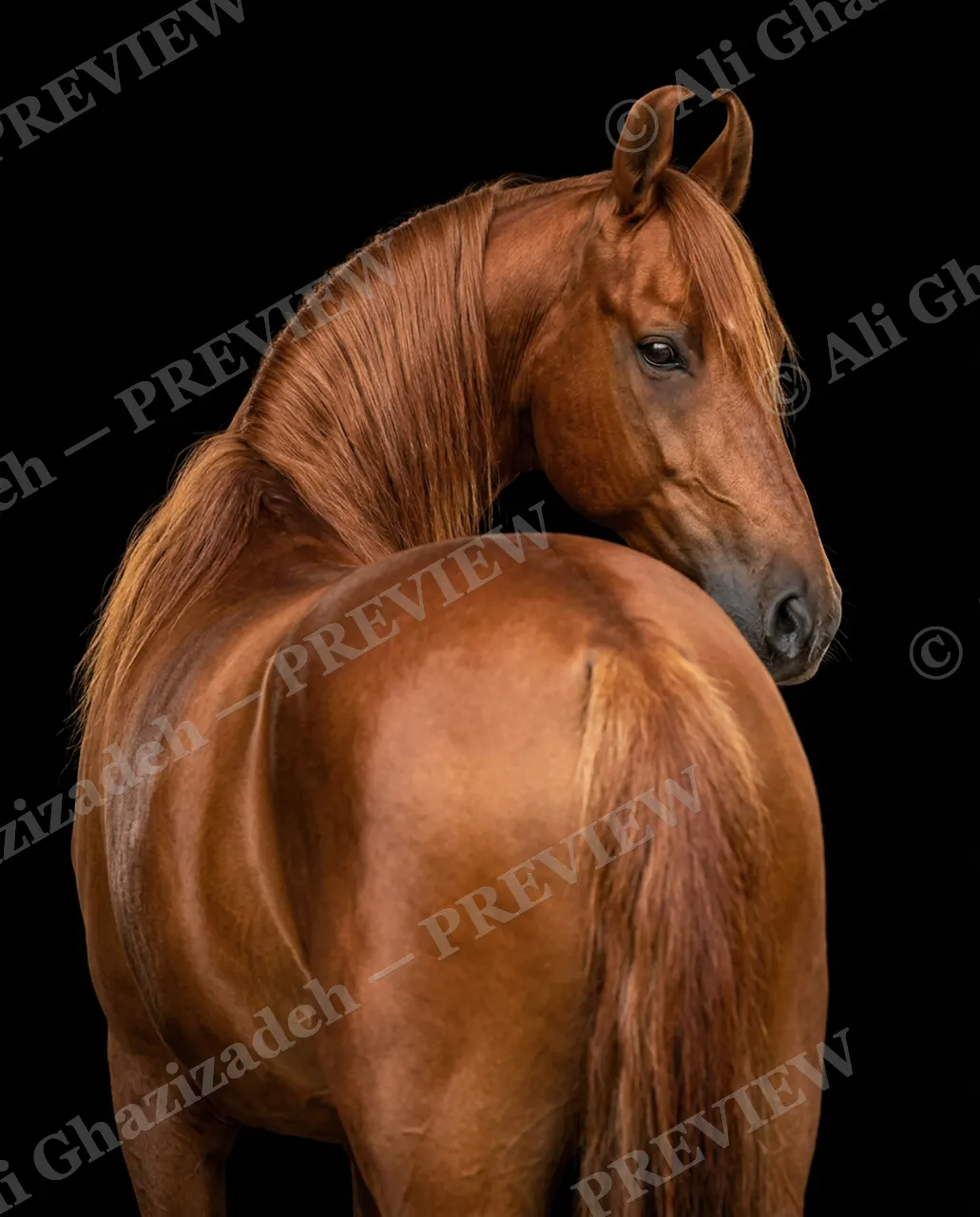 Mane Attraction — Looking Back — Horse artwork by Ali Ghazizadeh