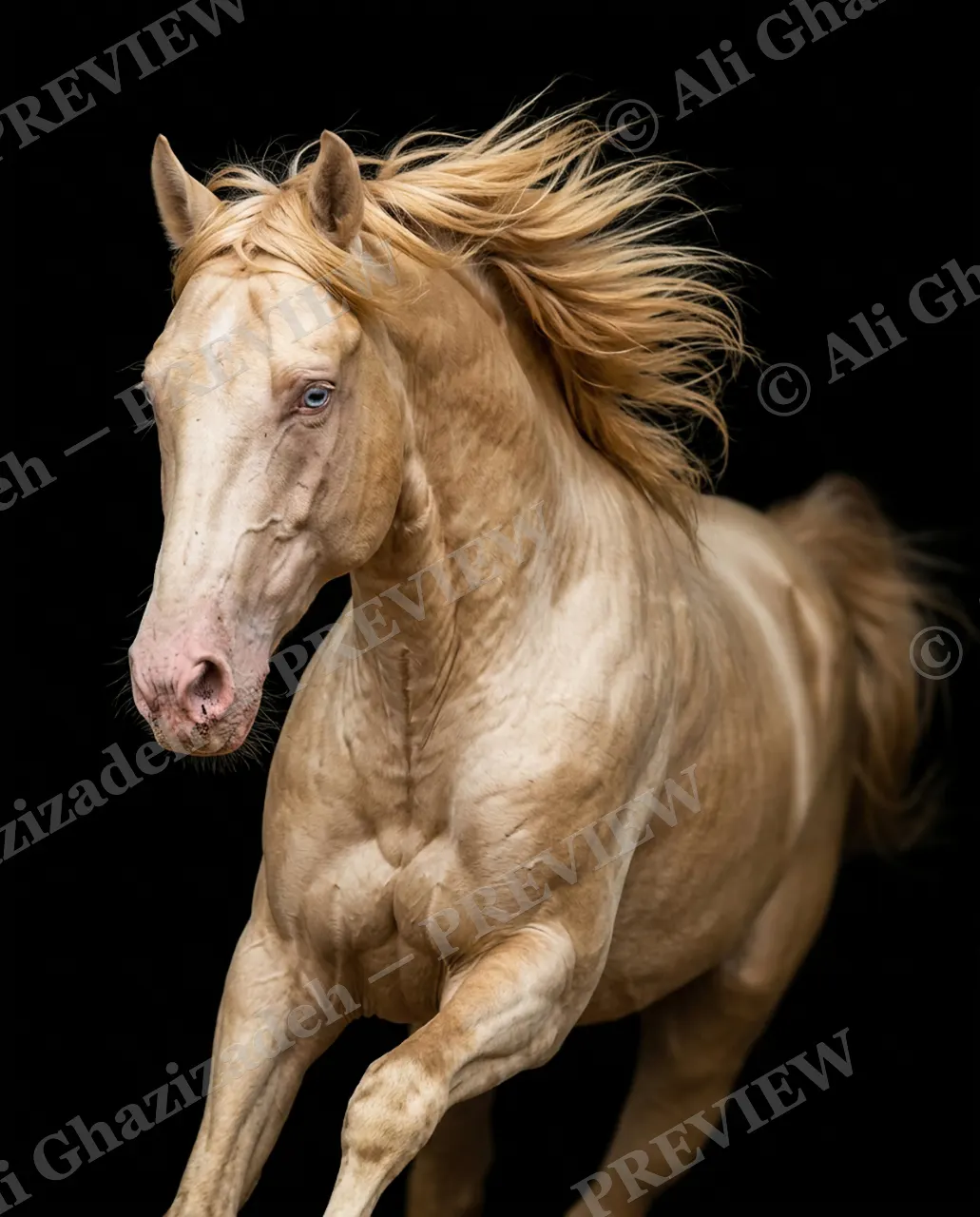 Mane Attraction — Ice-Blue Eyes — Horse artwork by Ali Ghazizadeh