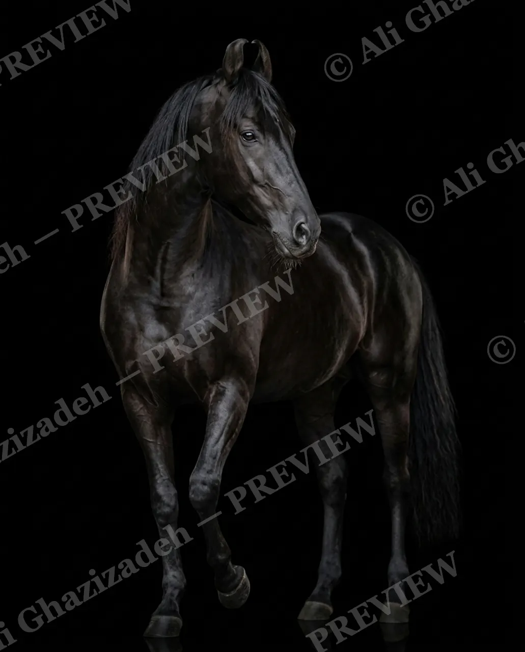 Mane Attraction — Quiet Bay — Horse artwork by Ali Ghazizadeh