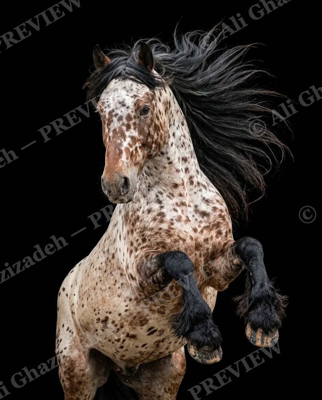 Mane Attraction — Rearing Appaloosa — Horse artwork by Ali Ghazizadeh