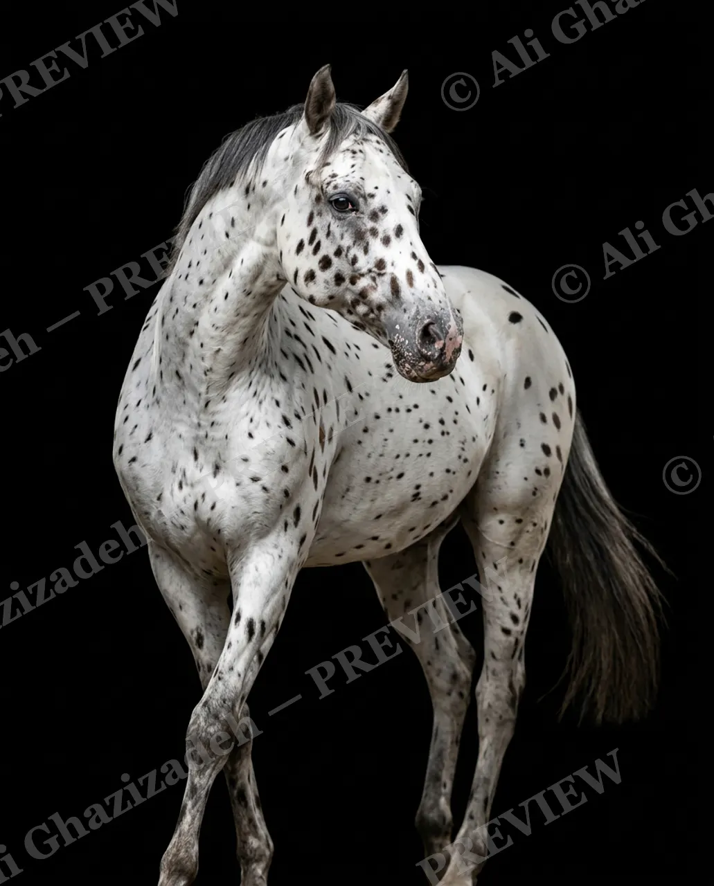 Mane Attraction — Snow-Spotted Coat — Horse artwork by Ali Ghazizadeh